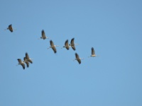 2016-05-09 10h42m56 - Kraanvogels - Pierre Bernard